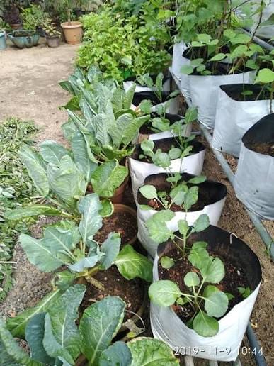 ​​മാറുന്ന ഭക്ഷണശീലങ്ങളും രോഗഭീഷണിയും: പരിഹാരം അടുക്കളത്തോട്ടത്തിലേക്ക്