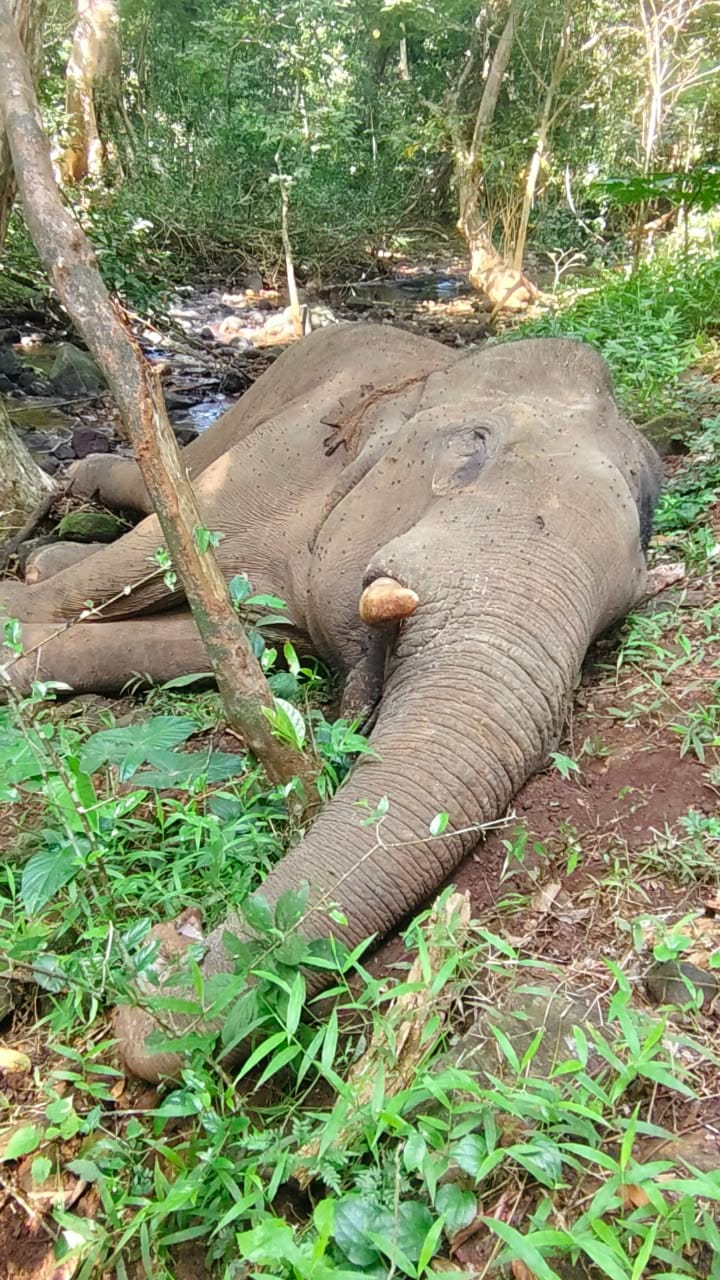 പരിക്കേറ്റ് ചികിത്സയിലായിരുന്ന കാട്ടാന ചരിഞ്ഞു; പോസ്റ്റ്മോർട്ടം ഉൾപ്പെടെ തുടർനടപടികൾ ആരംഭിച്ചു